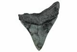 Fossil Megalodon Tooth - South Carolina #265060-1
